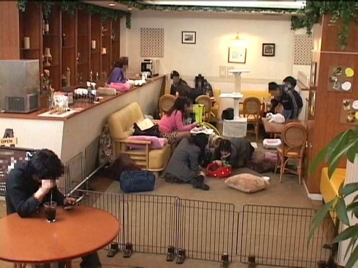 ＜JK＞ 猫カフェでみつけたガードの甘いパンチラ娘は店内で触られても断...